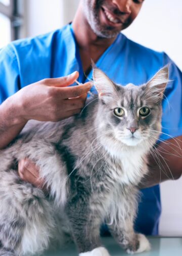 cat getting vaccine