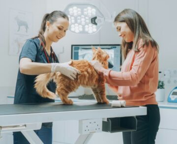 doctor with cat on exam table