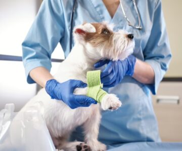 dog with bandaged leg