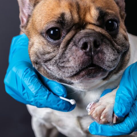 grooming dog nails