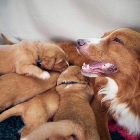 dog with puppies