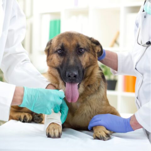 german shepherd getting bandaged