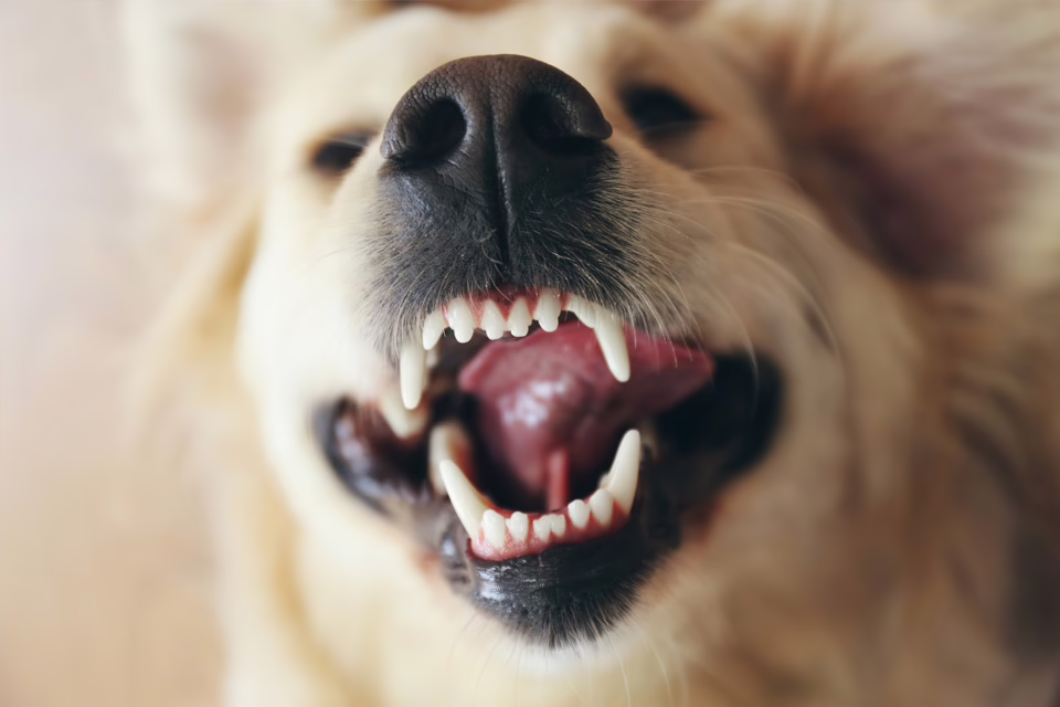 dog smiling