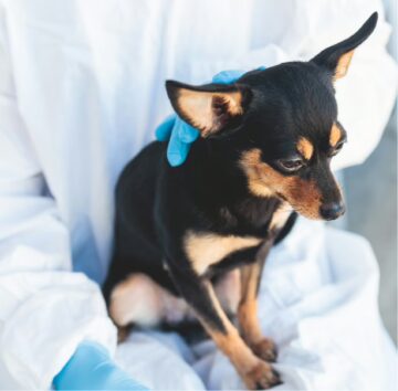 small dog being held