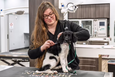 Susitna employee giving a dog a vaccine