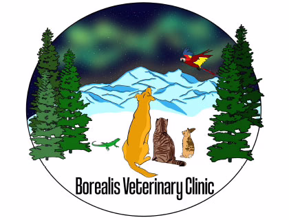 borealis veterinary clinic