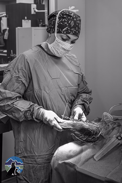 Dr. Paige performing ACL surgery in Susitna Animal Urgent Care