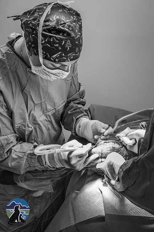 Dr. Paige performing ACL surgery in Susitna Animal Urgent Care